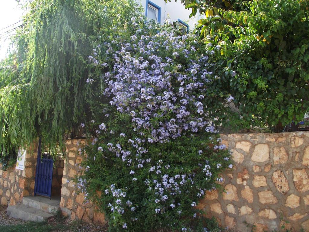 Miramar Pansiyon Kas Exterior photo